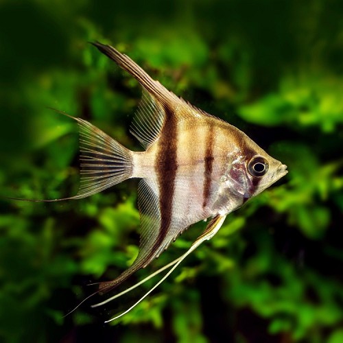 Pterophyllum scalare - Scalaire commun M
